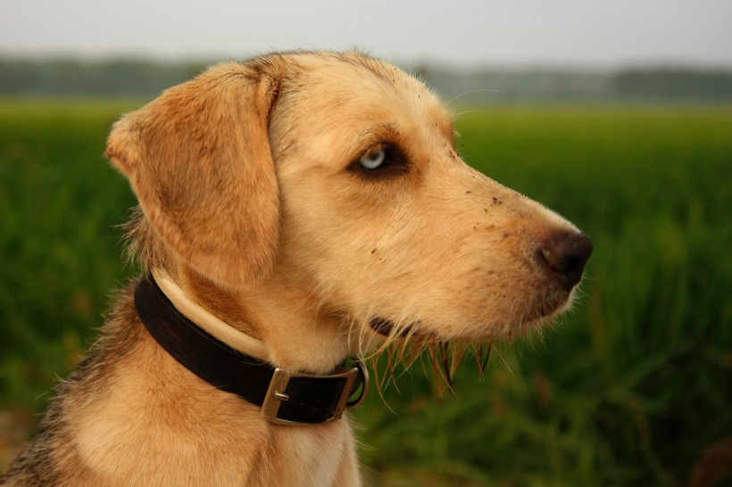 可爱的金毛犬图片(10张)