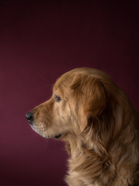 可爱的金毛犬图片(10张)