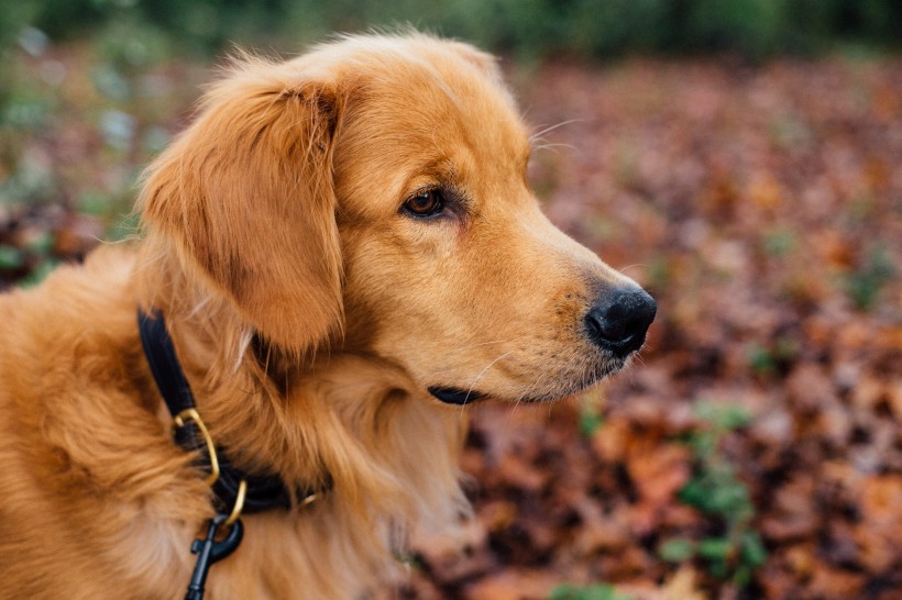 可爱的金毛犬图片(10张)