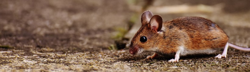 可爱的老鼠图片(12张)