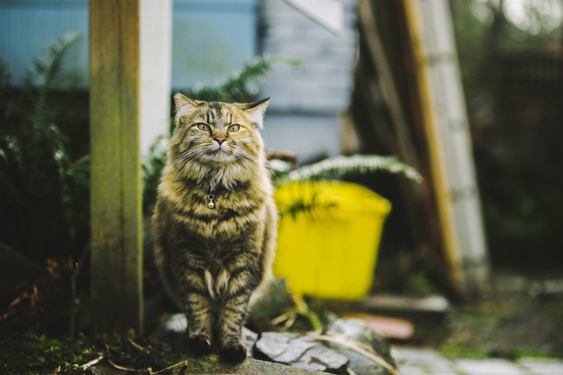 可爱的猫咪图片(14张)