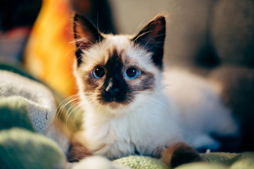 可爱的猫咪图片(14张)