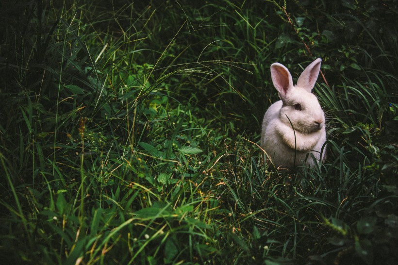 可爱的兔子图片(13张)