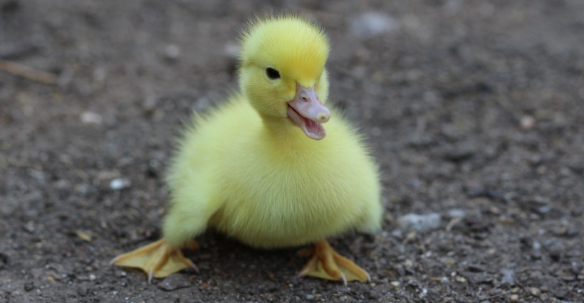 可爱的小鸭子图片(14张)