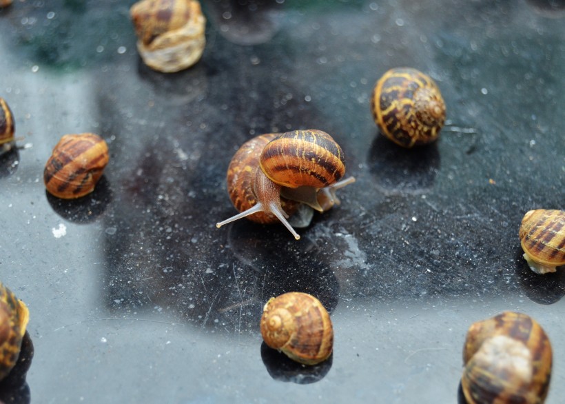 可爱小巧的蜗牛图片(11张)