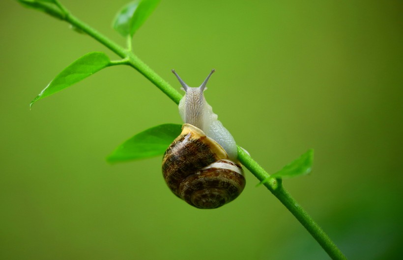 可爱小巧的蜗牛图片(11张)