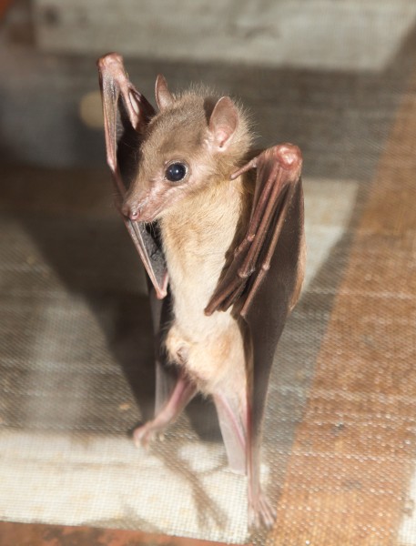 可怕的吸血蝙蝠图片(14张)
