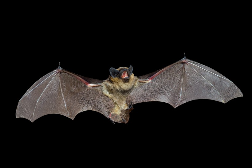 可怕的吸血蝙蝠图片(14张)