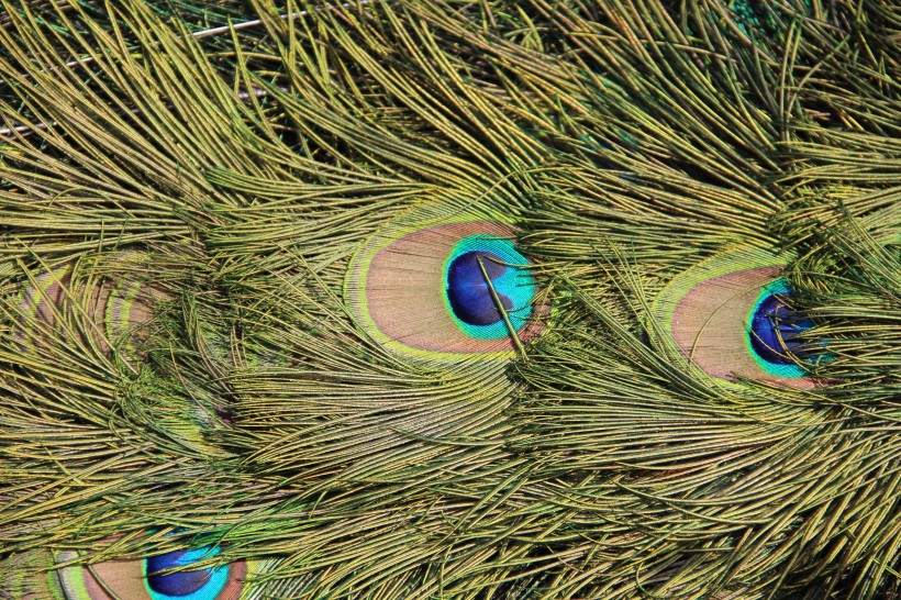 光鲜的孔雀羽毛图片(13张)