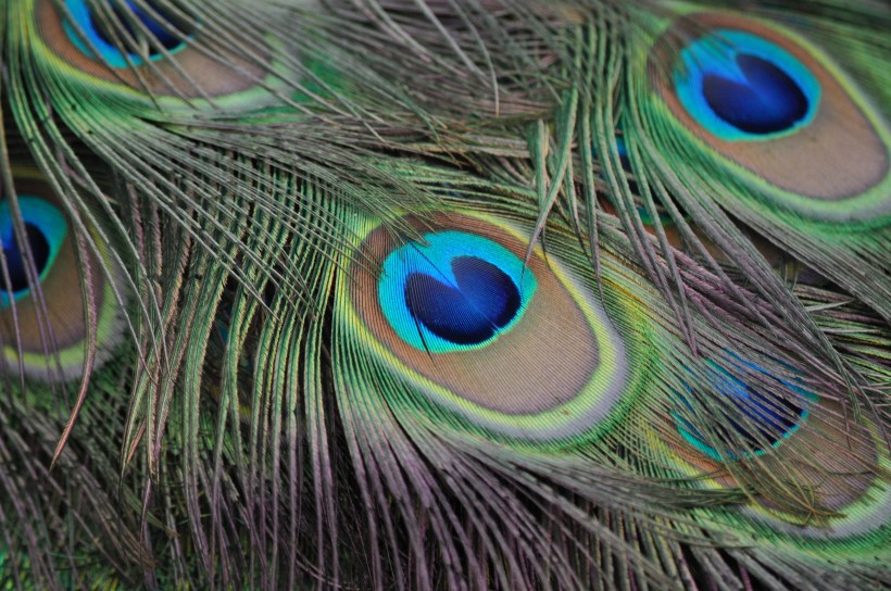 光鲜的孔雀羽毛图片(16张)
