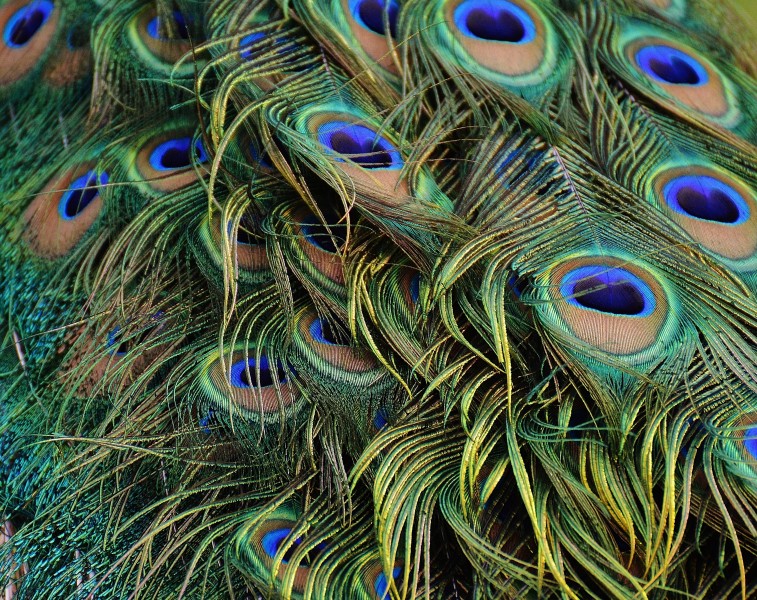光鲜的孔雀羽毛图片(16张)