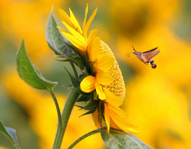 葵花上的蜂鸟鹰蛾图片(6张)