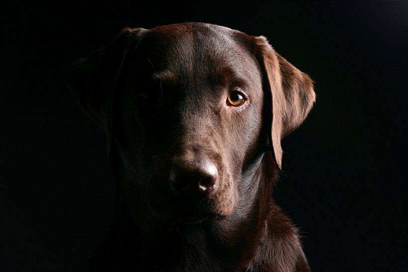 拉布拉多猎犬 图片(9张)