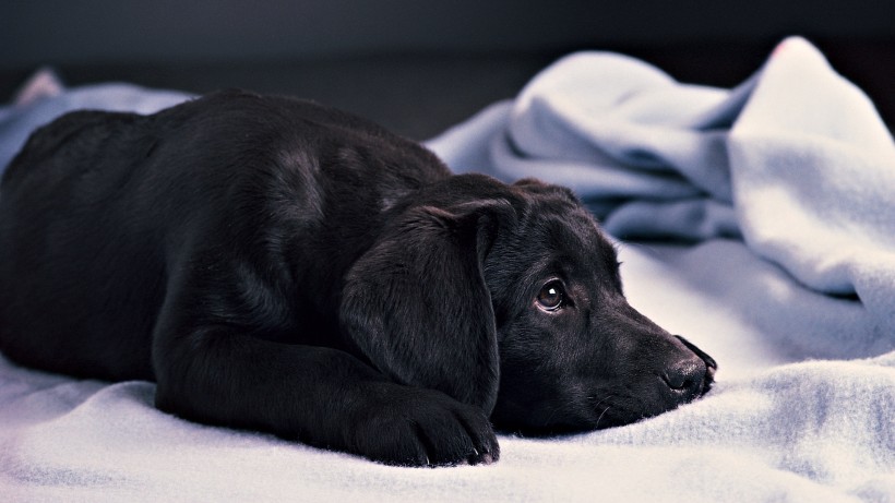 拉布拉多猎犬 图片(9张)