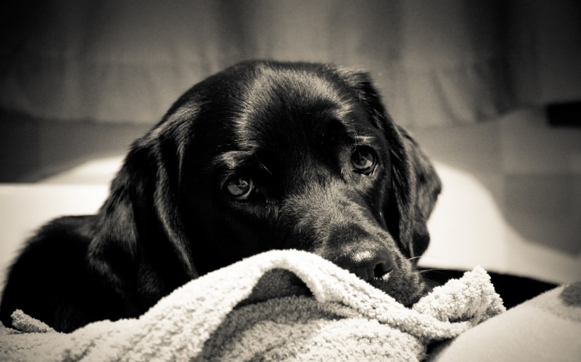 黑色拉布拉多犬图片(9张)