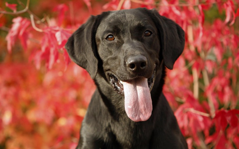 黑色拉布拉多犬图片(9张)