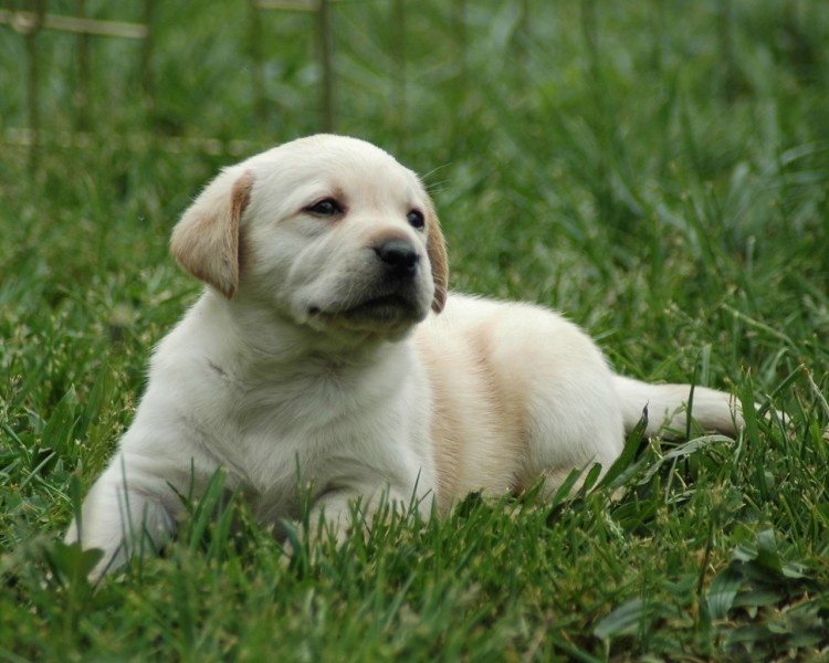 拉布拉多猎犬图片(21张)