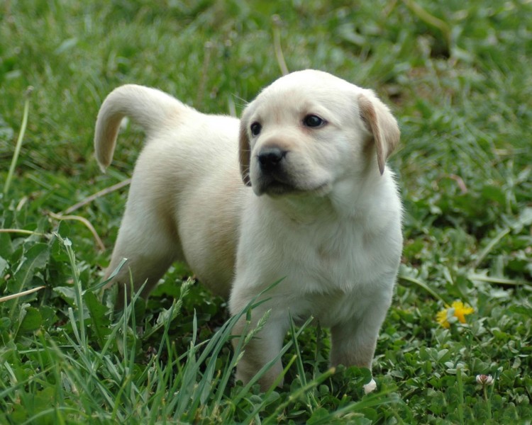 拉布拉多猎犬图片(21张)