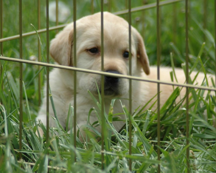 拉布拉多猎犬图片(21张)