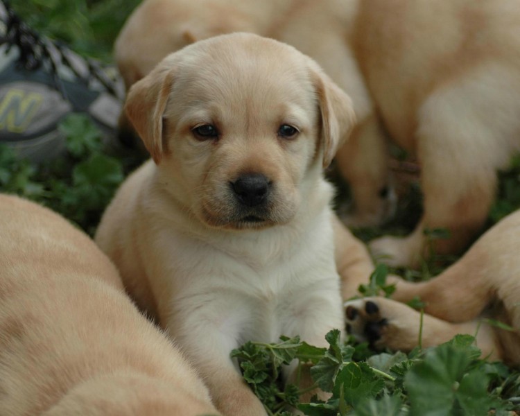 拉布拉多猎犬图片(21张)