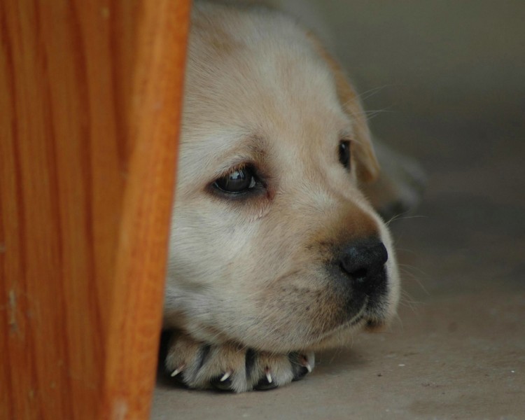 拉布拉多猎犬图片(21张)