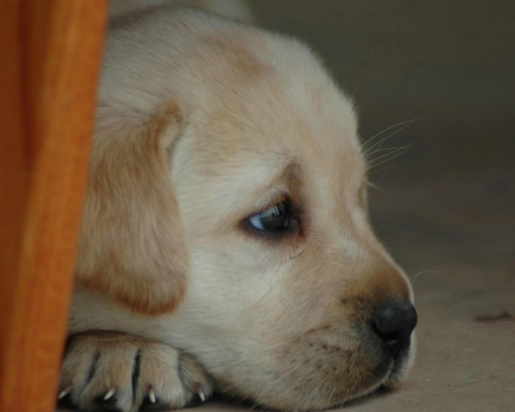 拉布拉多猎犬图片(21张)