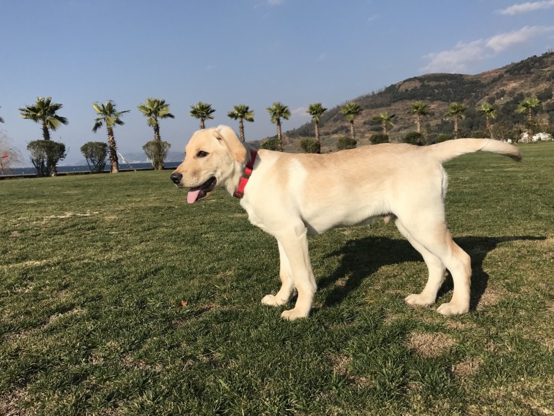 拉布拉多犬图片(15张)