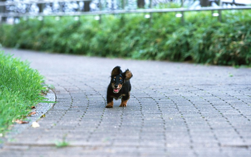 腊肠犬图片(35张)