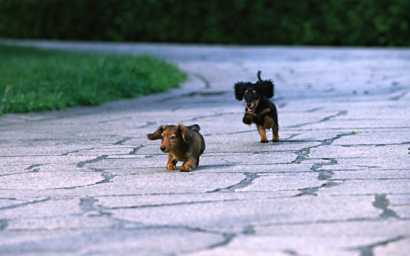 腊肠犬图片(35张)