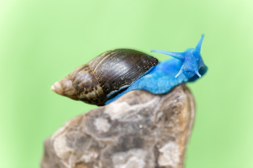 蓝蜗牛图片(6张)