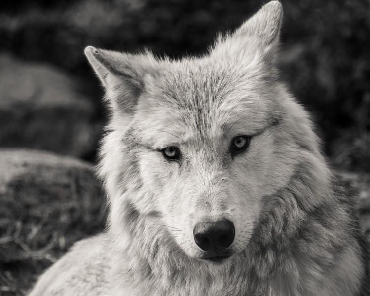 狼的头部图片(15张)