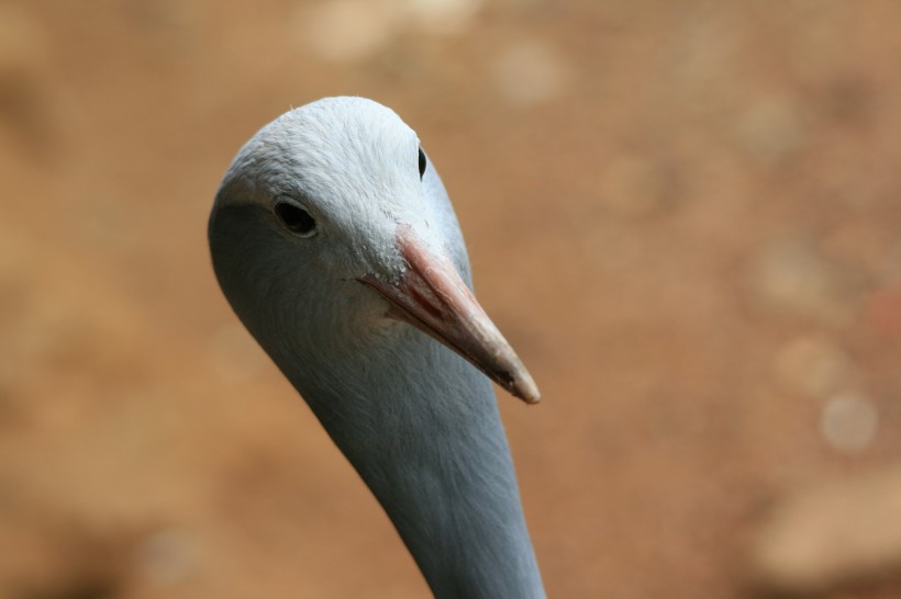 高雅而美丽的蓝鹤图片(15张)