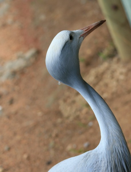 高雅而美丽的蓝鹤图片(15张)