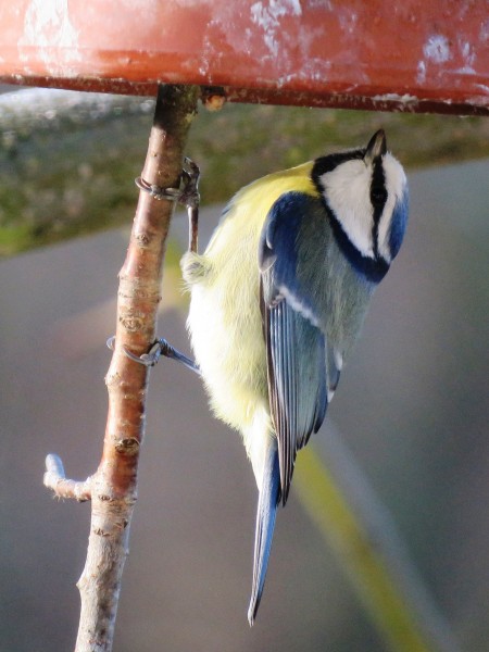 观赏鸟——蓝山雀图片(15张)