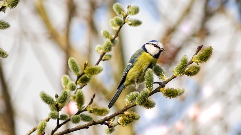 观赏鸟——蓝山雀图片(15张)