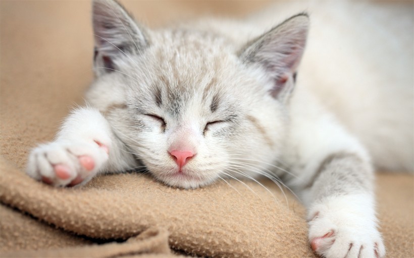 懒睡的可爱小猫图片(16张)