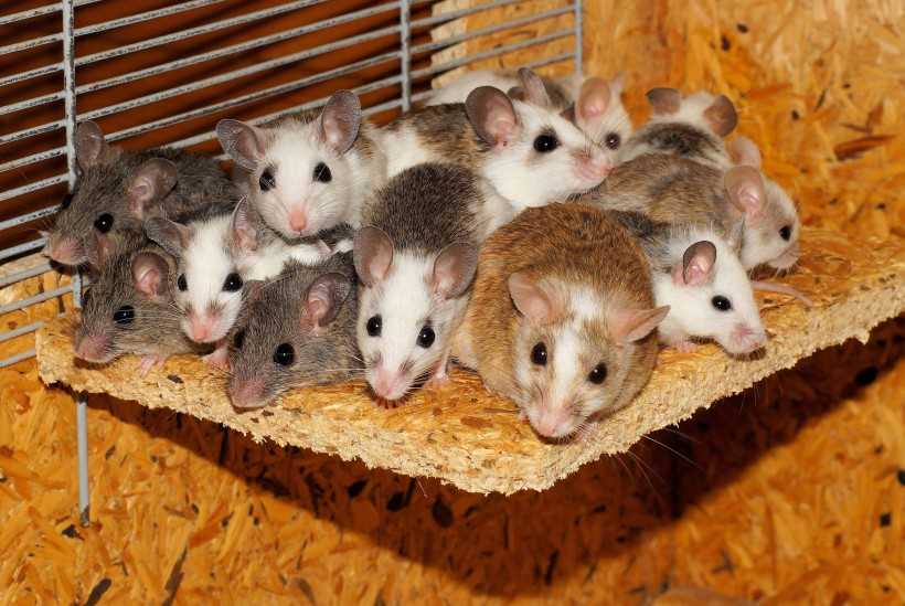 机灵可爱的老鼠图片(11张)