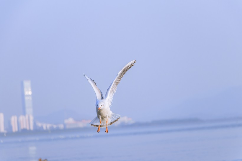 飞翔觅食的白色海鸥图片(12张)