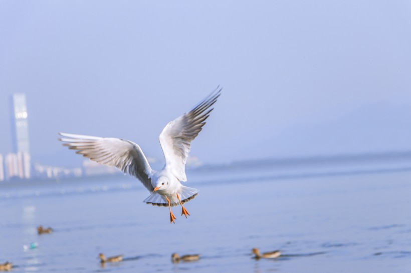 飞翔觅食的白色海鸥图片(12张)