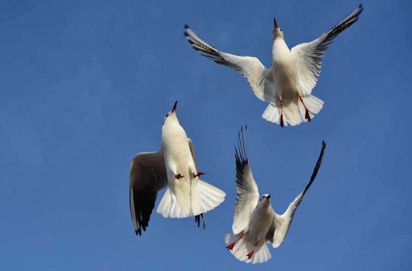 红嘴鸥鸟类图片(6张)