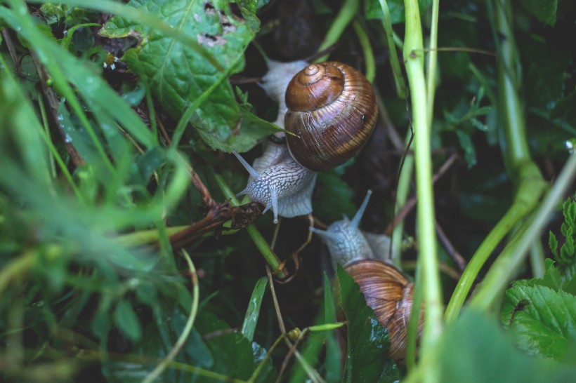 爬行缓慢的蜗牛图片(14张)