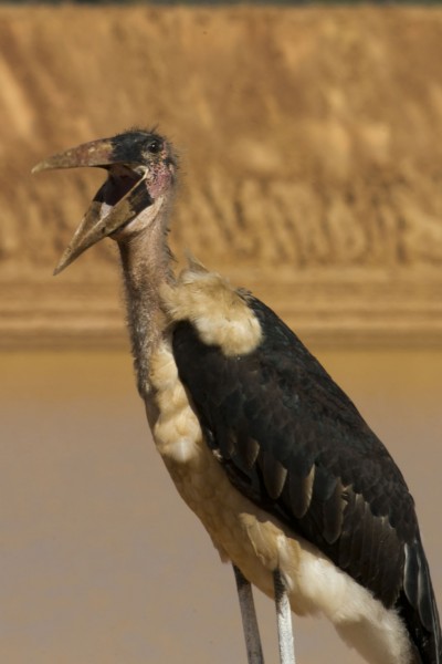 非洲秃鹳鸟类图片(15张)
