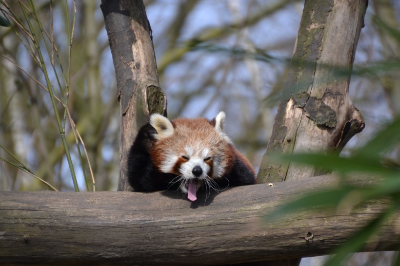 可爱的小熊猫图片(12张)