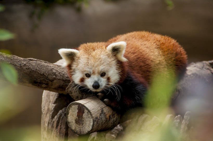 可爱的小熊猫图片(12张)