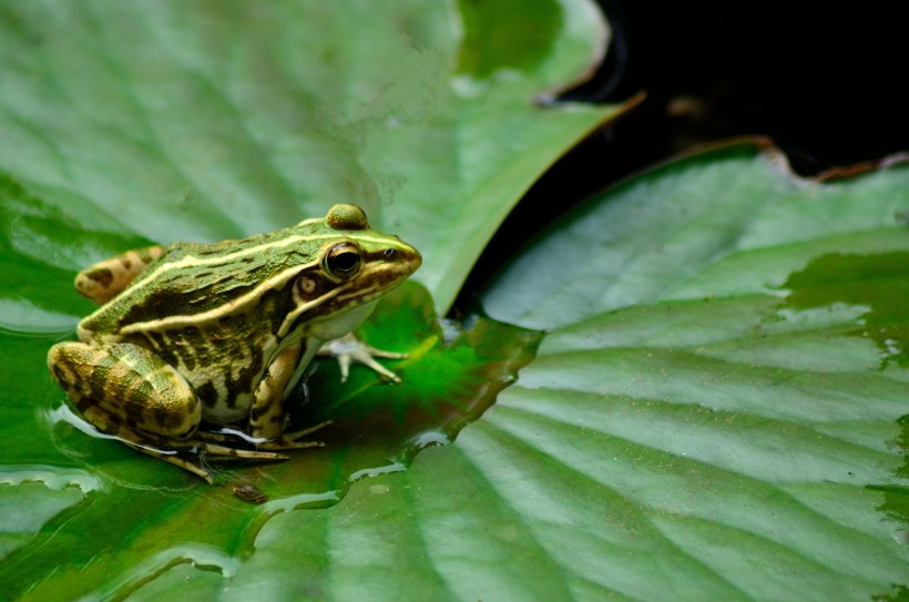 莲池的青蛙图片(8张)