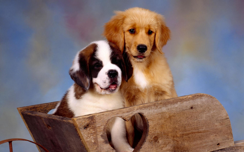 两只狗狗的亲密合照图片(16张)