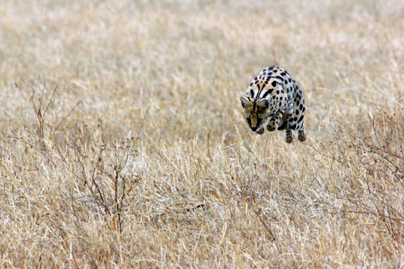 迅猛的猎豹图片(9张)