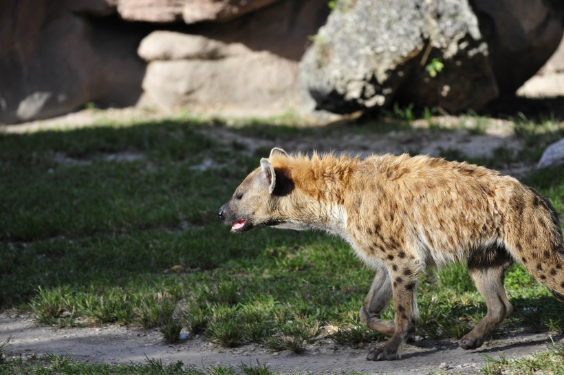 凶猛的鬣狗图片(15张)