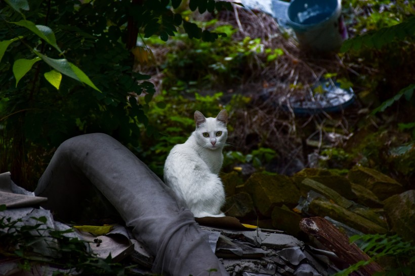 顽强生存的流浪猫图片(12张)