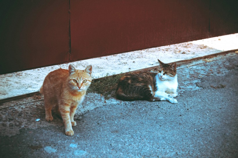 街角流浪猫图片(50张)